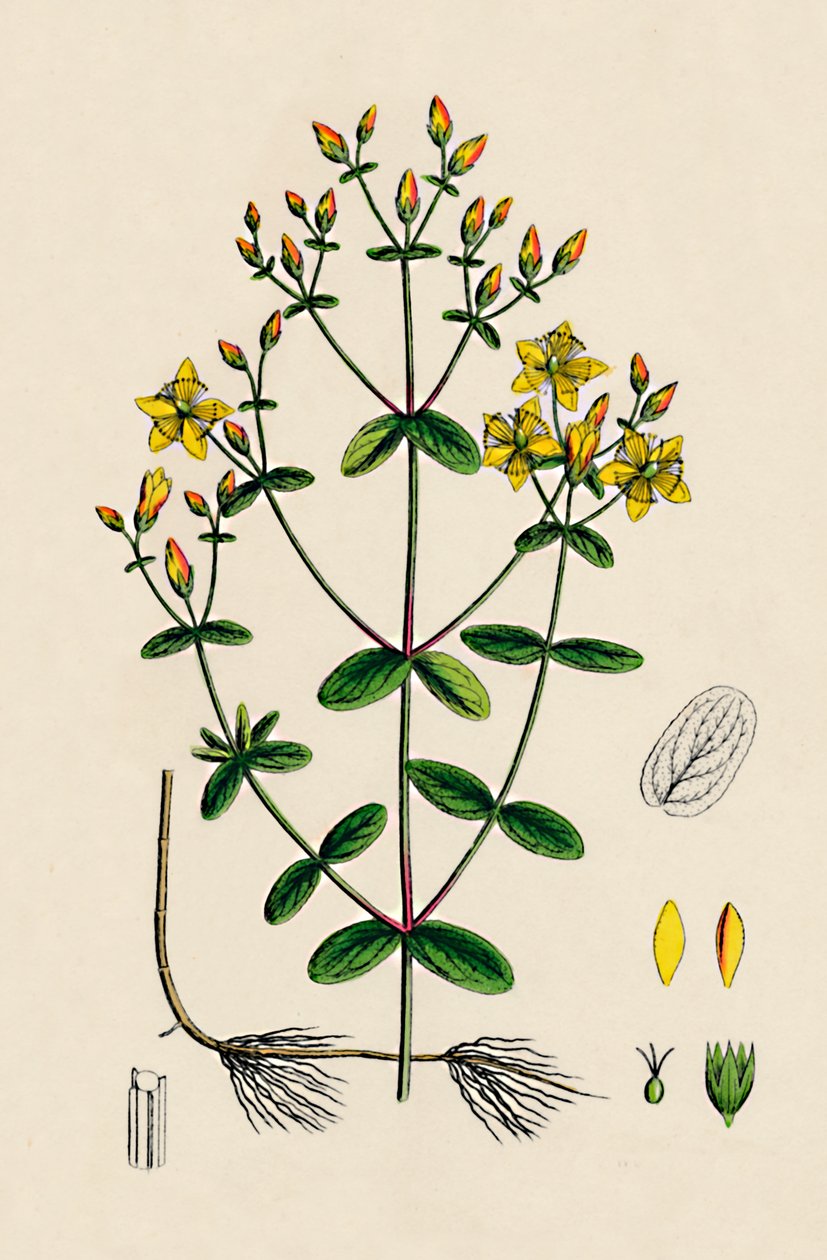 Hypericum Boeticum. St. Johns Wort de folhas onduladas, século XIX de Unbekannt