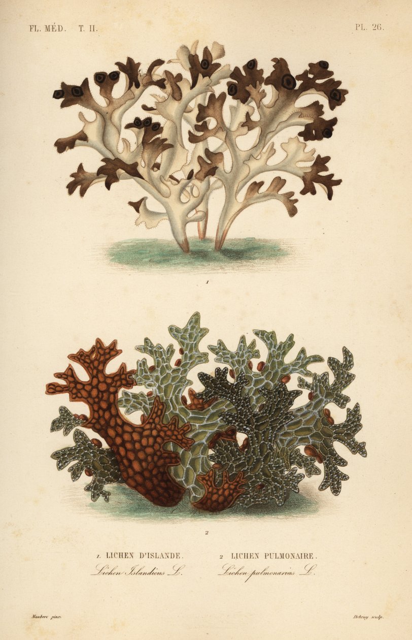 Musgo da Islândia, Cetraria islandica, Lichen d
