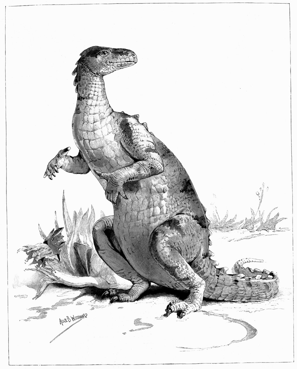 Iguanodonte, 1895 de Unbekannt