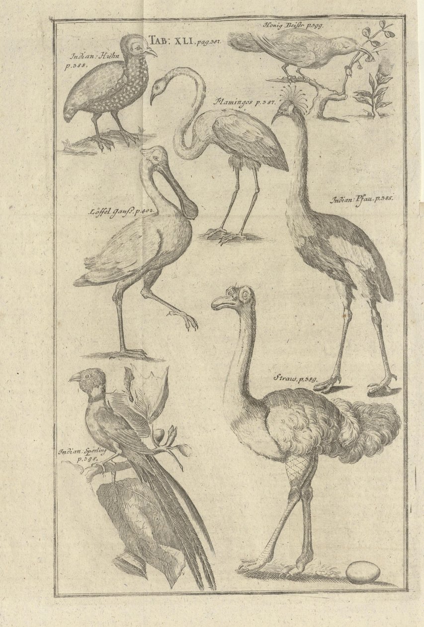 Illustrasjon hentet fra boken Beschreibung des Vorgebürges des Guten Hoffnung und derer darauf wohnenden Hottentotten av Kolb, Peter og utgitt av bey Peter Conrad Monath (pt, 1745) de Unbekannt