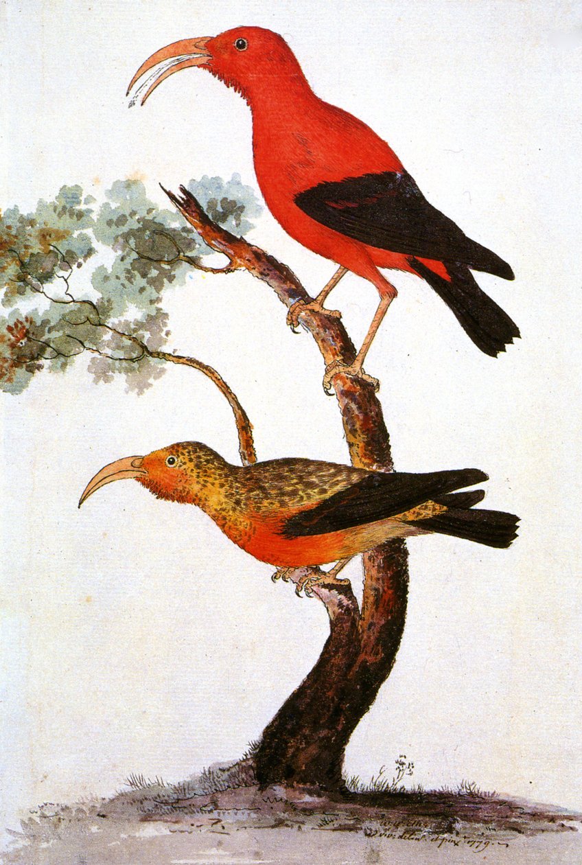 Ilustração/Iiwi/Iwi/Scarlet Honeycreeper/Scarlet Hawaiian Honeycreeper de Unbekannt