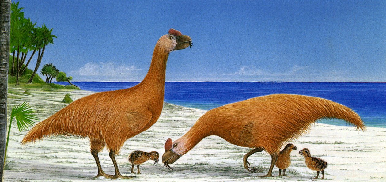 Ilustração/Sylviornis neocaledoniae de Unbekannt