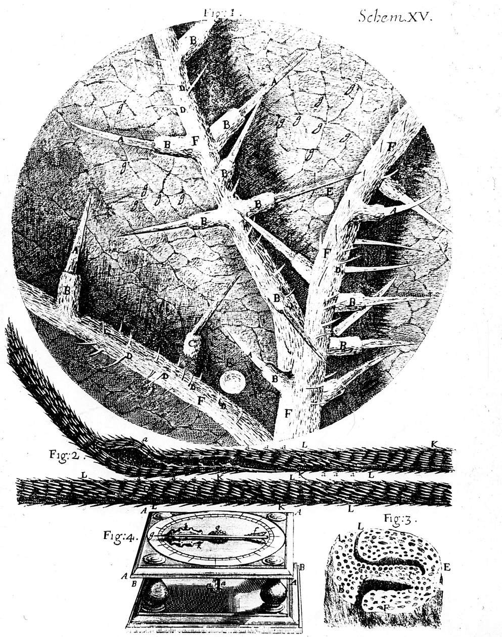 Ilustrações do microscopista inglês Robert Hookes Micrographia, 1665 de Unbekannt
