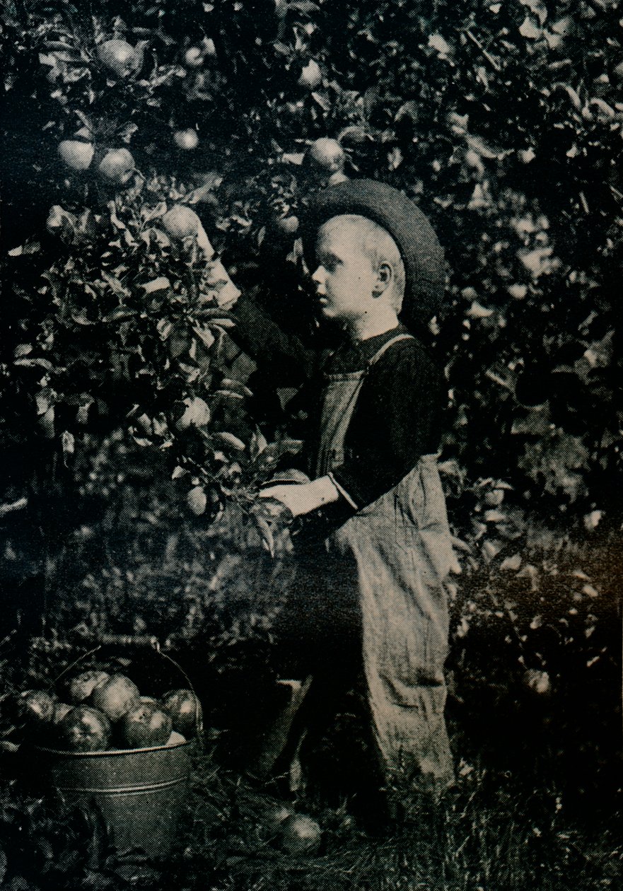 Em um dos pomares frutíferos de Ontaarios, c1934 de Unbekannt