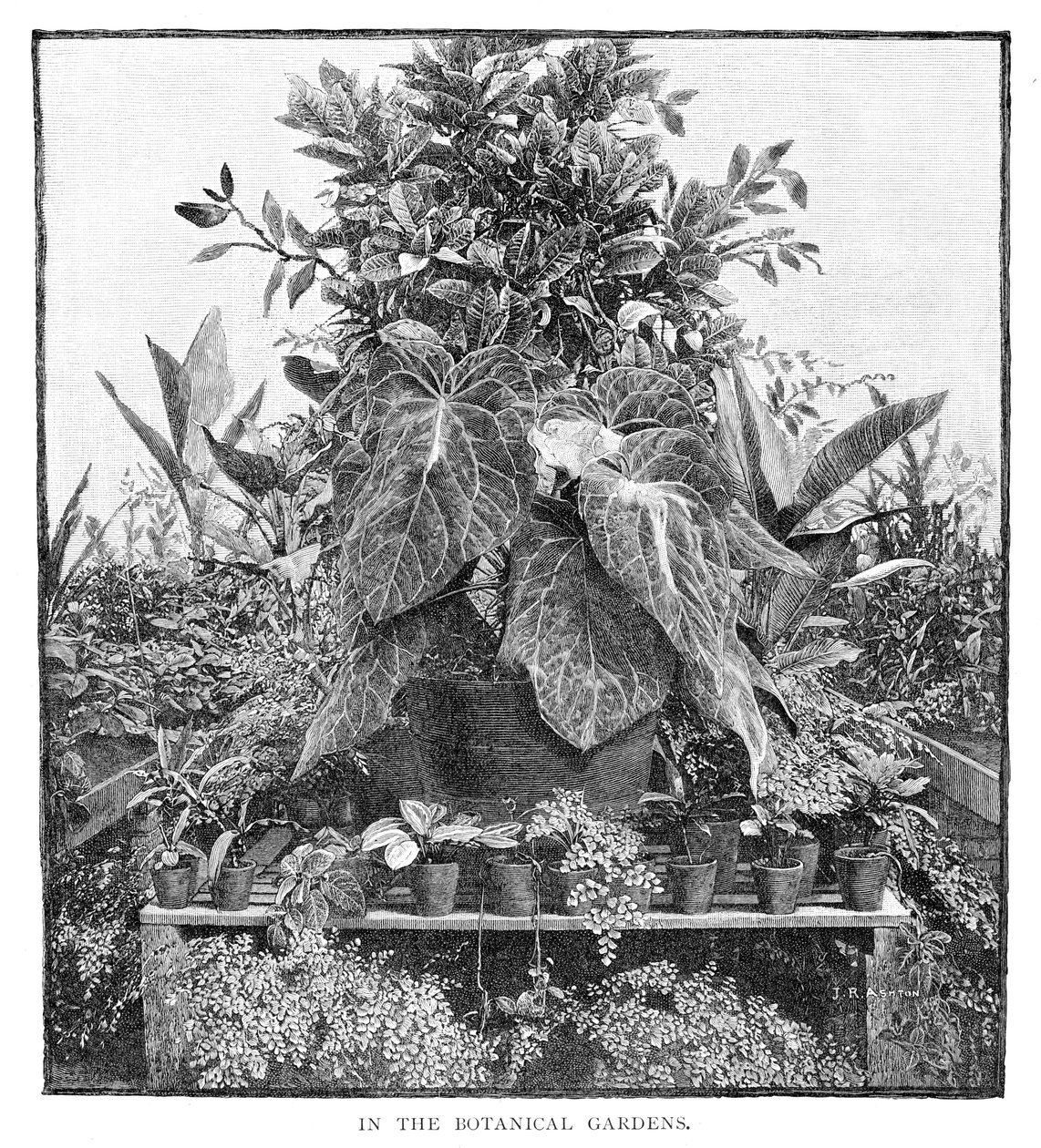 Nos jardins botânicos, 1886 de Unbekannt
