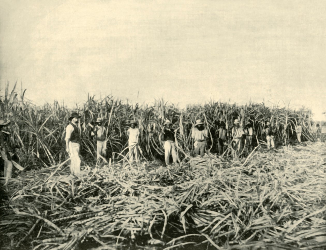 Em uma plantação de açúcar em Queensland, 1901. de Unbekannt