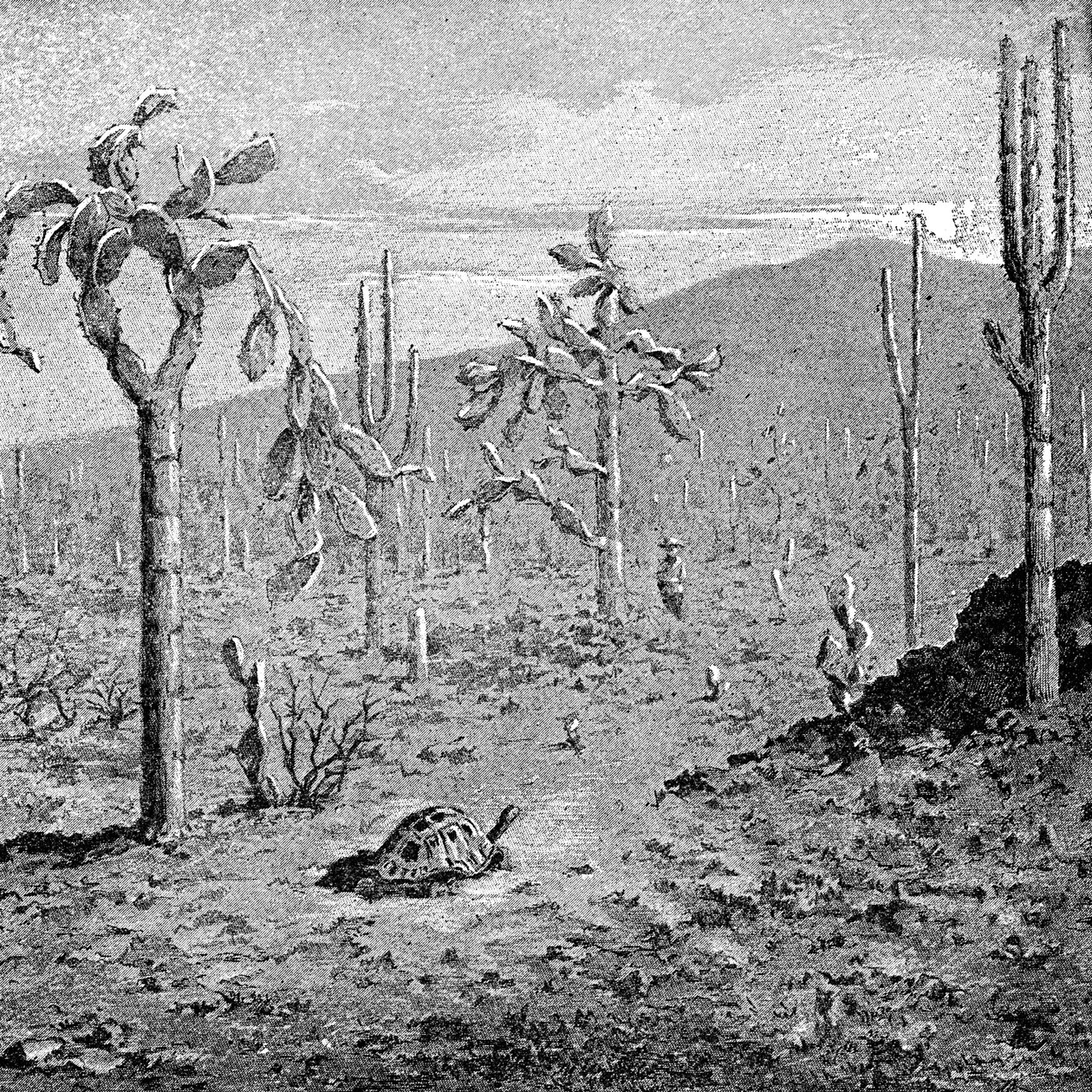 Ilha Indefatigable, arquipélago de Galápagos, 1895 de Unbekannt