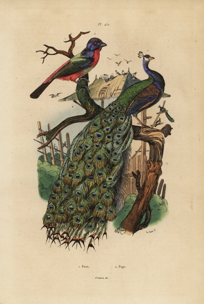 Ave pernilonga, Pavo cristatus e papagaio, espécie Erythrura de Unbekannt