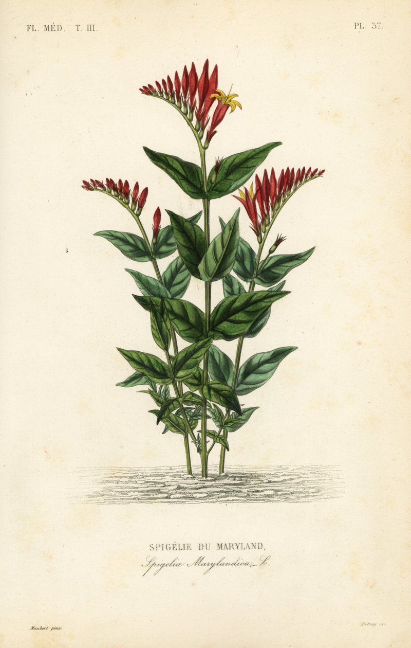 Rosa da Índia ou raiz rosa da floresta, Spigelia marilandica, Spigelia marylandica, Spigelie du Maryland de Unbekannt