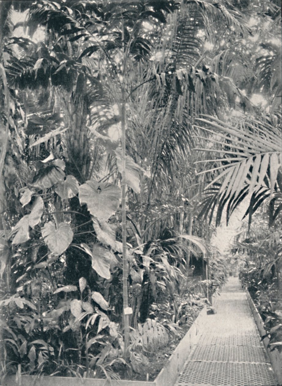 Interior da Grande Palm House, Kew Gardens, 1904 de Unbekannt