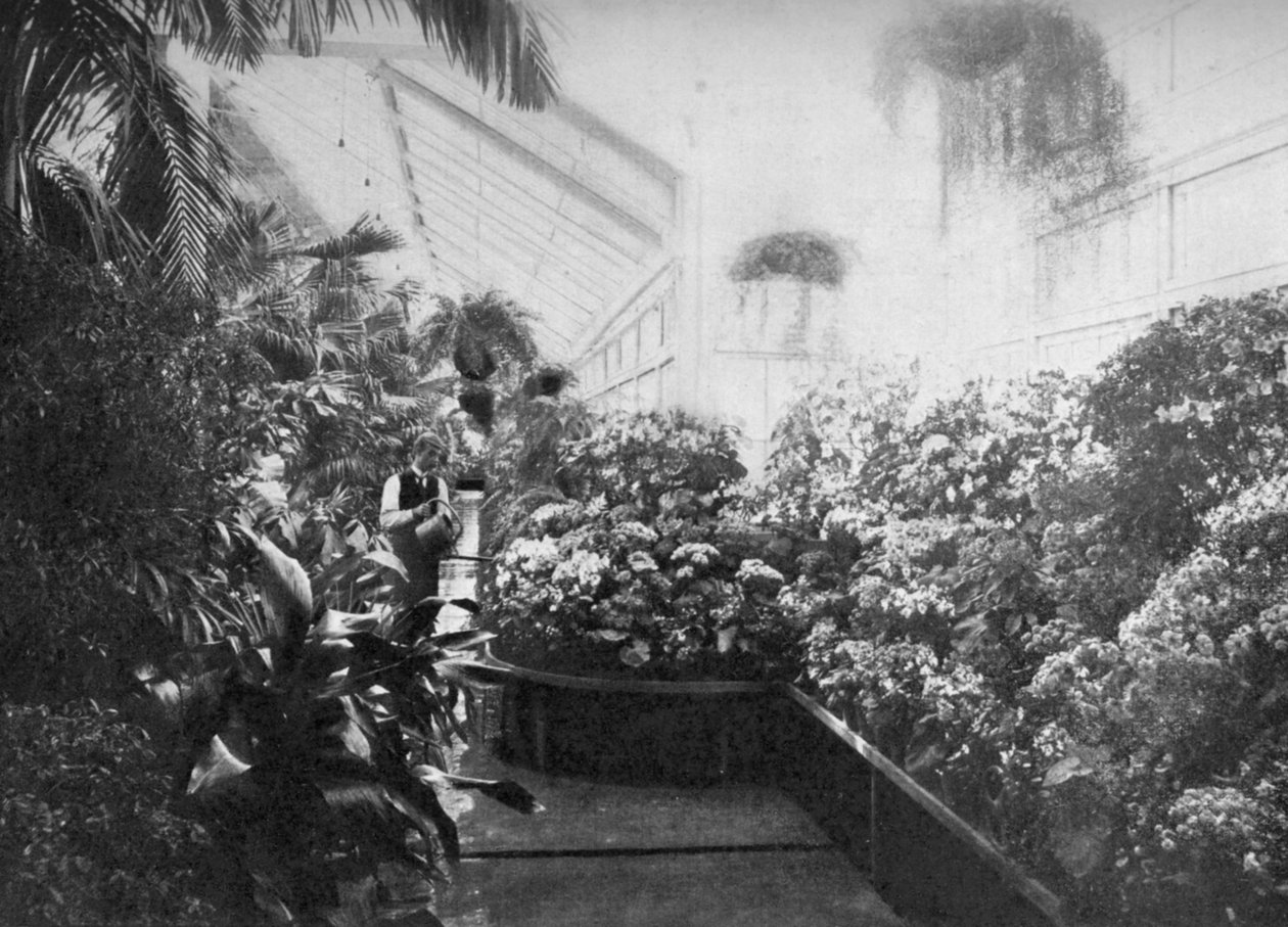 Interior da estufa da Casa Branca, Washington DC, EUA, 1908 de Unbekannt