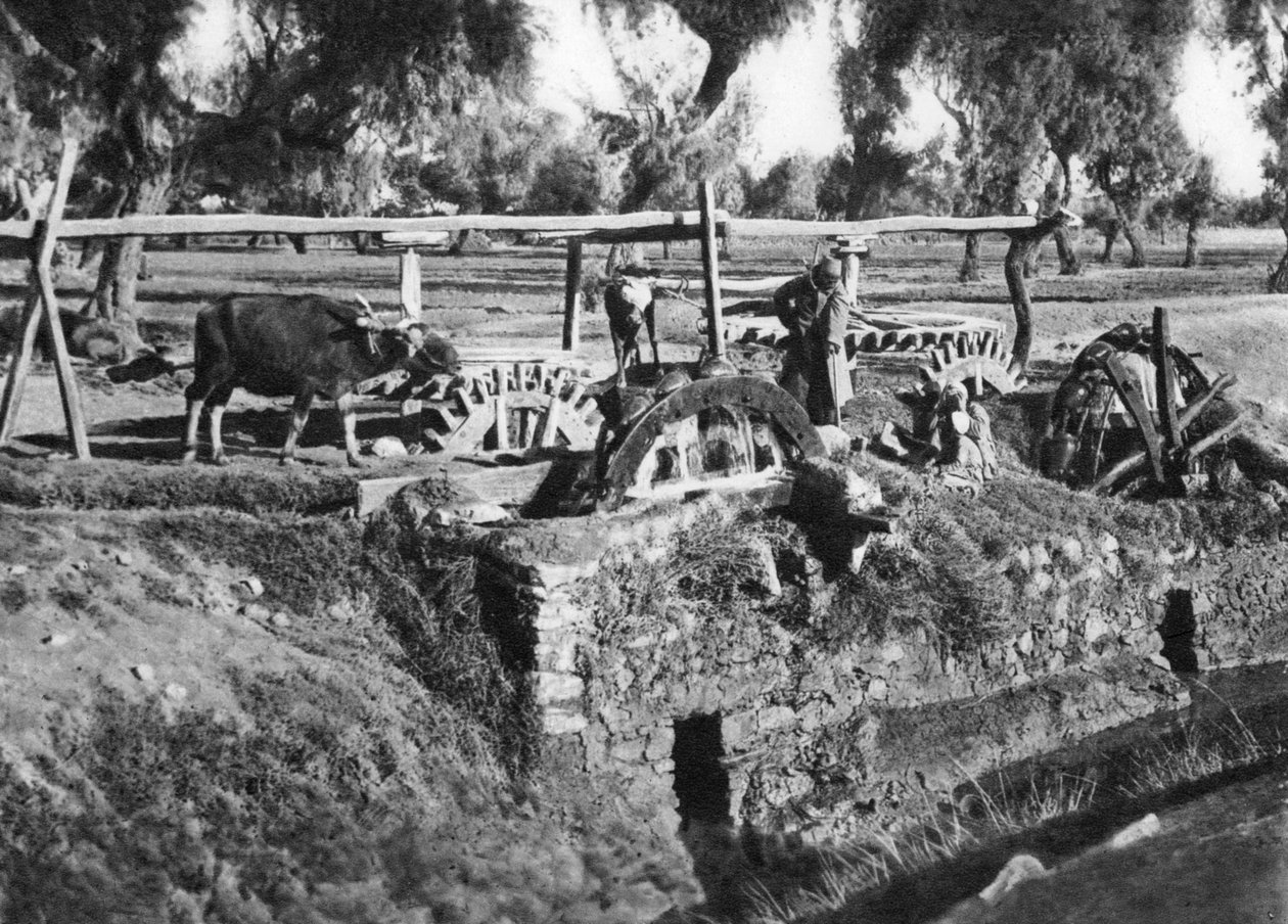 Irrigar campos perto de Cairo, Egito, c1920s de Unbekannt