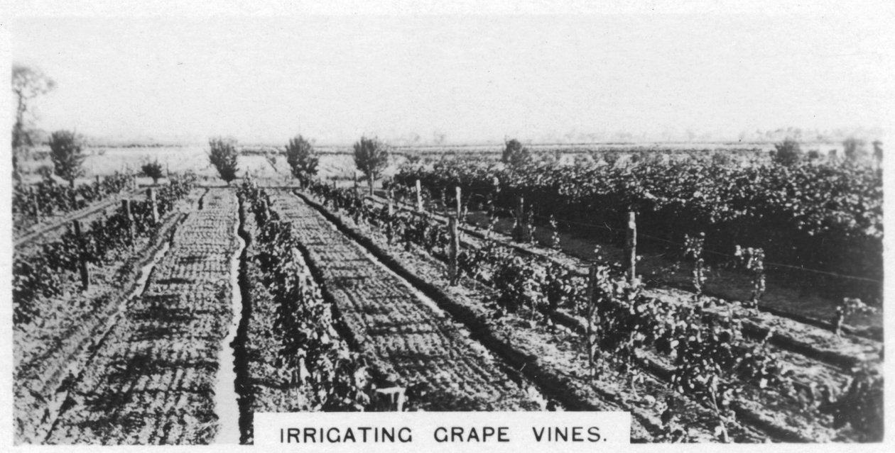 Irrigação de videiras, Austrália, 1928 de Unbekannt