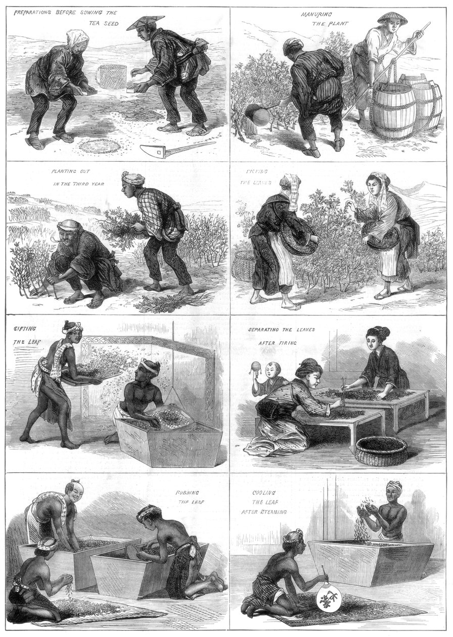 Produção japonesa de chá, 1874 de Unbekannt