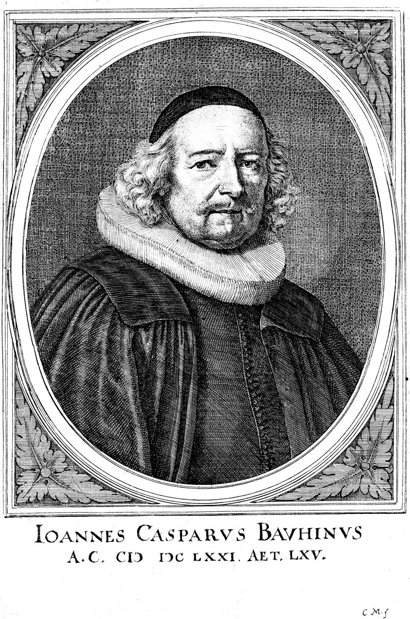 Jean Caspar Bauhin 1606-1659, médico e botânico suíço de Unbekannt