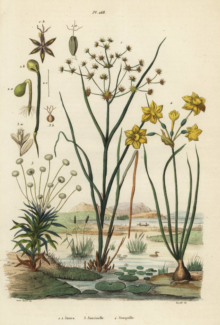 Juncus articulatus 1, Juncus bufonius 2, pipewort, Paepalanthus dendroides 3, e rush daffodil, Narcissus jonquilla 4. Jones, Joncinelle, Jonquille de Unbekannt