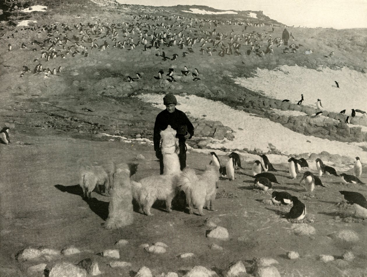 Joyce e os cães no Penguin Rookery, c1908, 1909. de Unbekannt