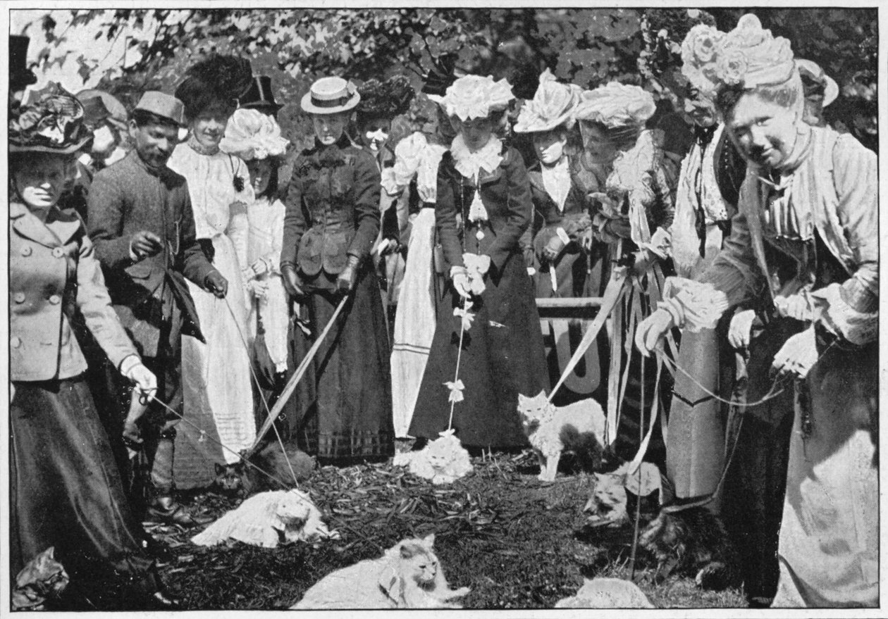 Julgando gatos no Royal Botanic Gardens show, Kew, Londres, c1900 1901 de Unbekannt