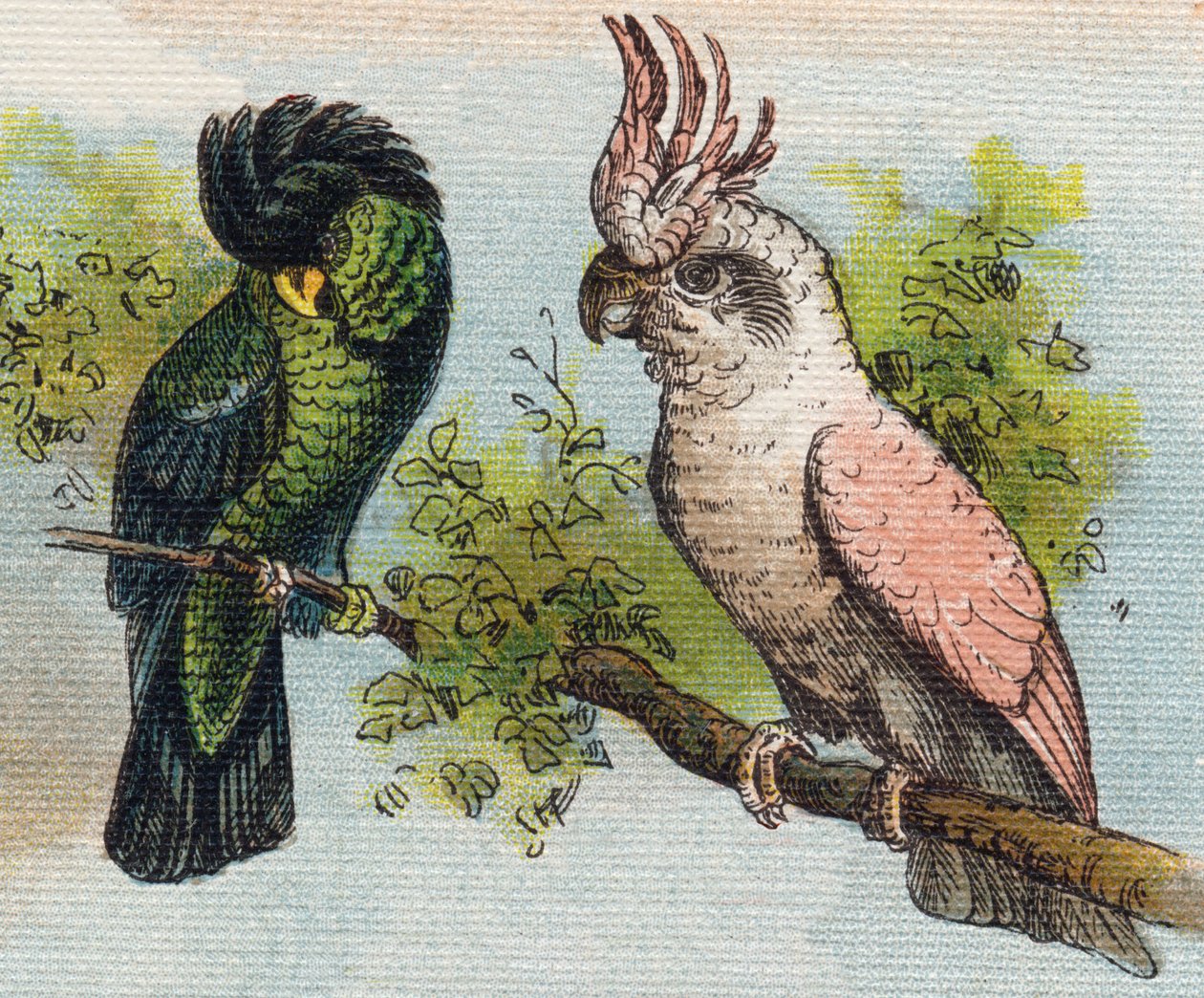Kakatoes. Gravura em "Alfabeto de ma petite fille". Bernardin-Bechet e Fils, livreiros-editores, Paris, por volta de 1895. Álbum inquebrável em lona. Bibliotheque des Bebes. 12 páginas. Álbum contendo um método de leitura e um abecedário ilustrativo. Dim: de Unbekannt