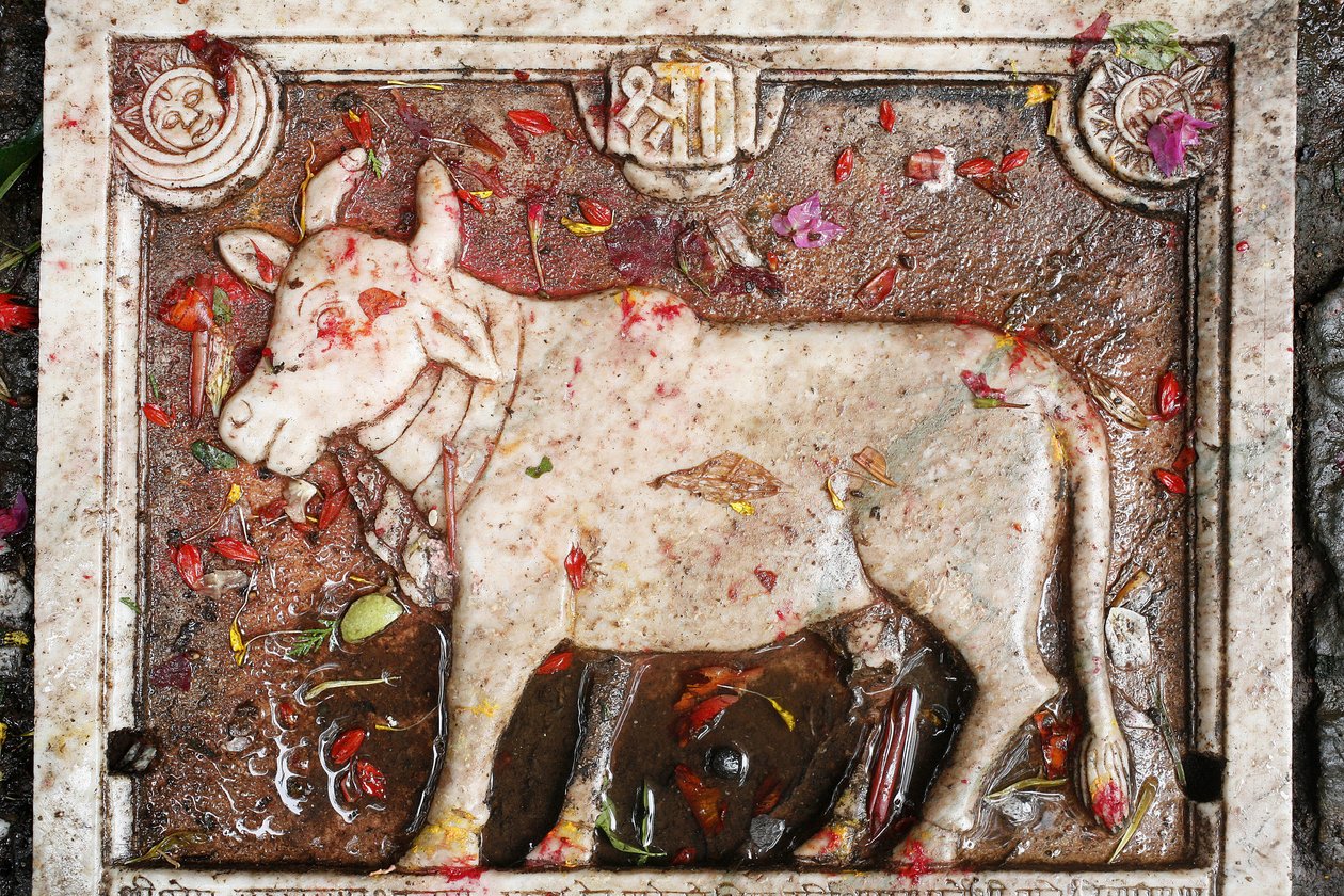 Kamdhenu vaca sagrada, Shesh Narayana, Nepal de Unbekannt