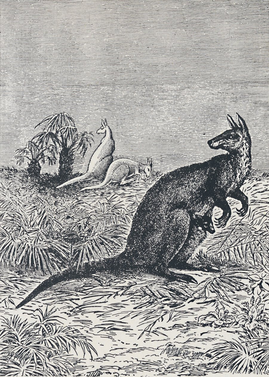 Canguru, 1924 de Unbekannt