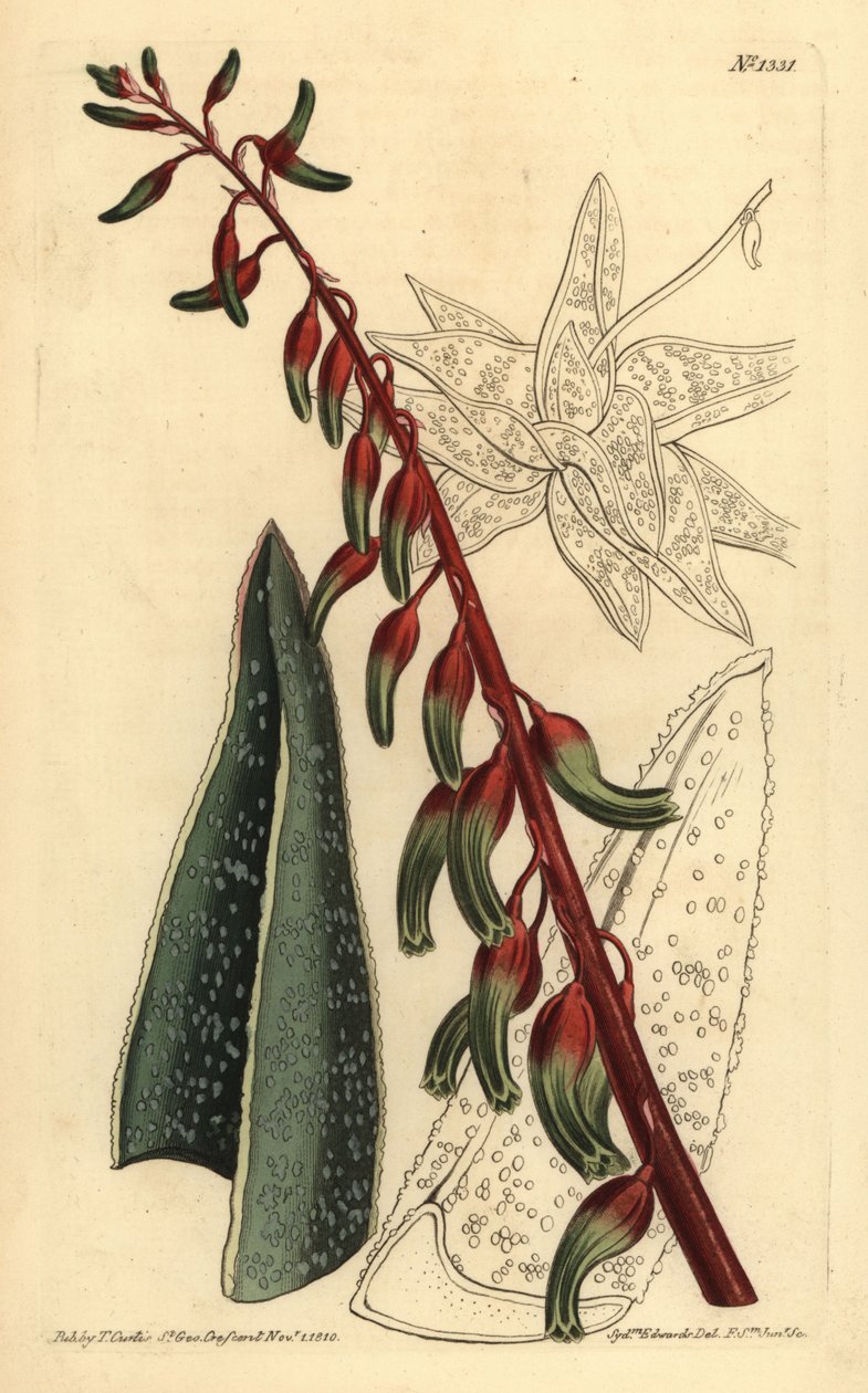 Keeled gasteria, Gasteria carinata de Unbekannt