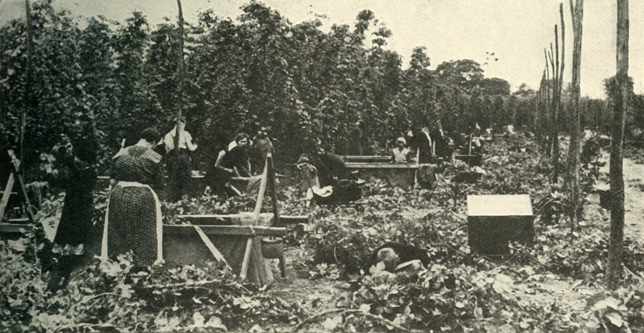 Kent Hops, c1948. de Unbekannt
