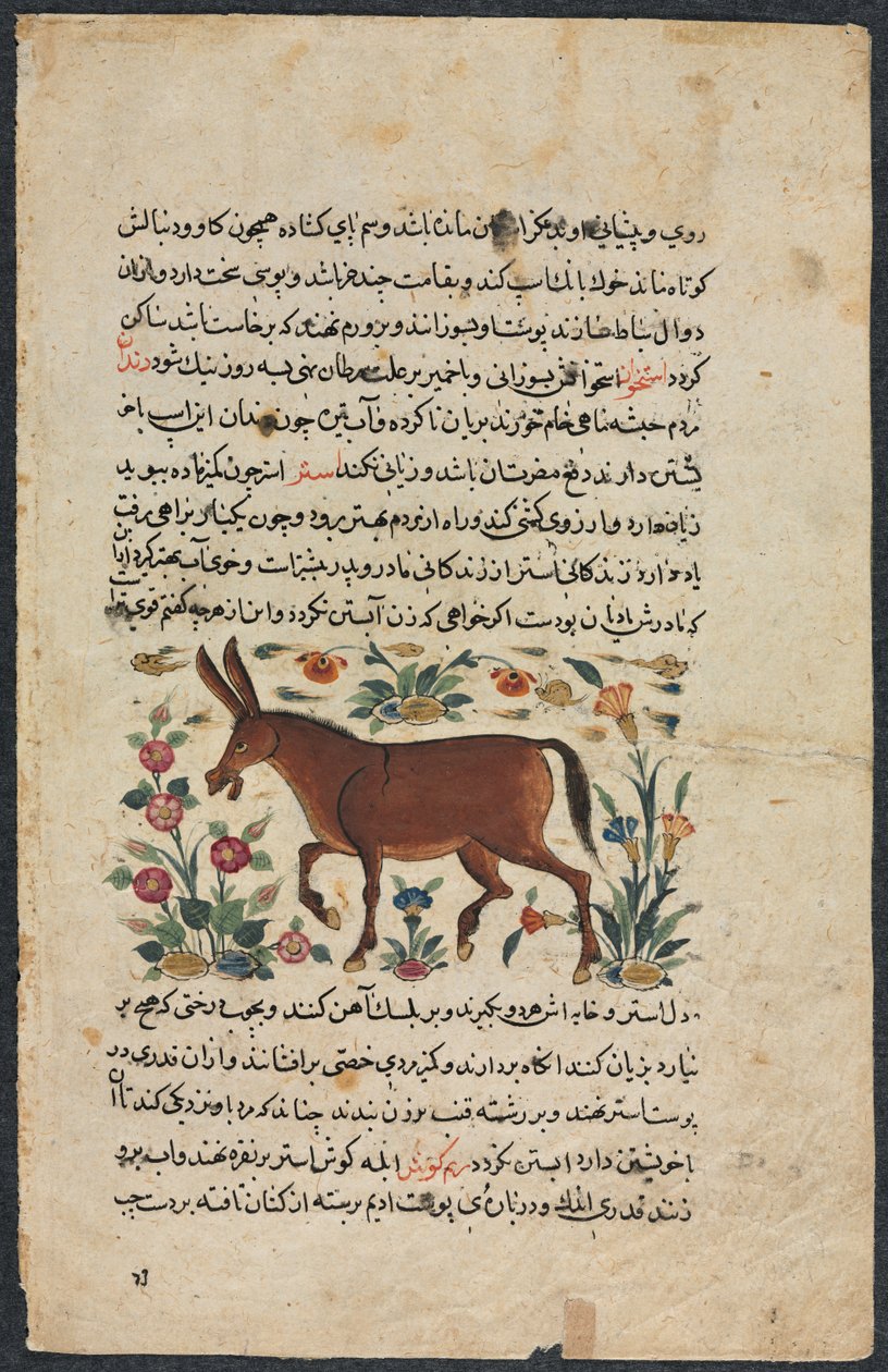Khar Ass, de um excelente livro de conselhos de Nuzhat-nama-yi alai ..., 1400s. de Unbekannt