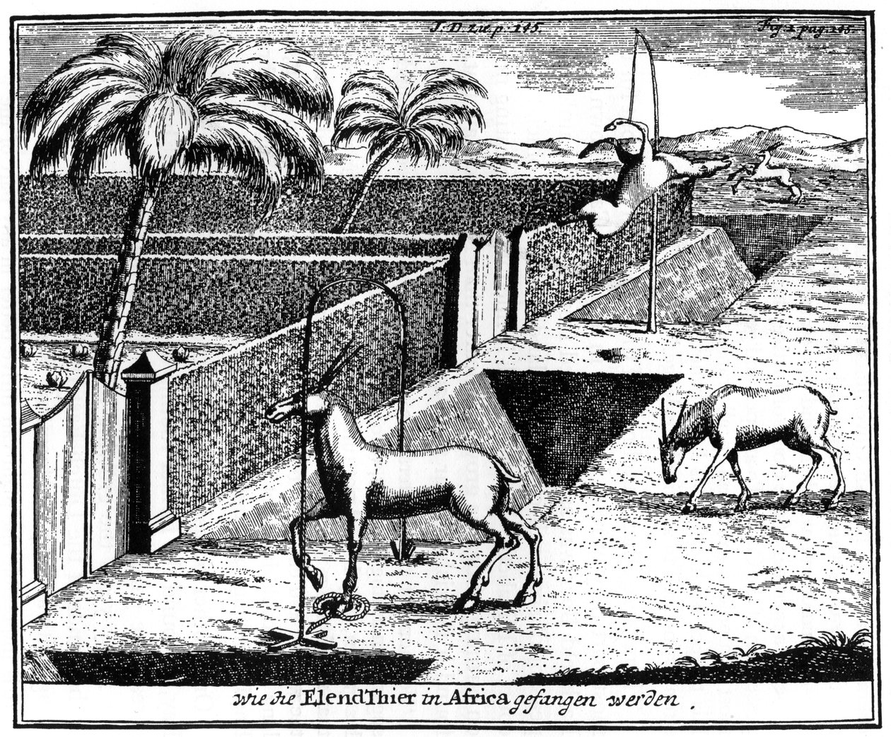 Khoikhois, aprisionando antílope, África do Sul, século XVIII 1931 de Unbekannt