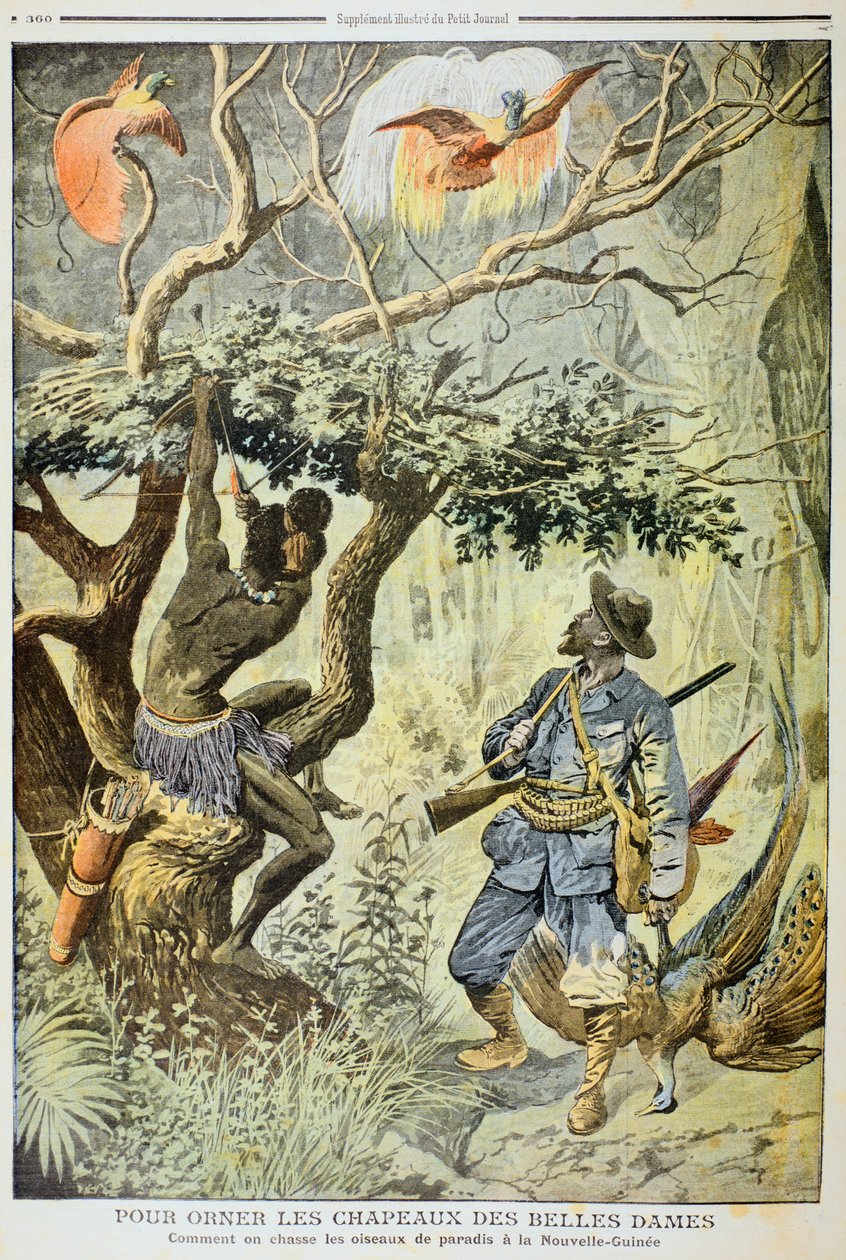 Matando Aves do Paraíso, Nova Guiné, 1908 de Unbekannt