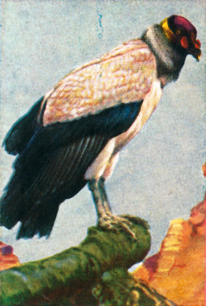 Abutre-rei, c1928. de Unbekannt