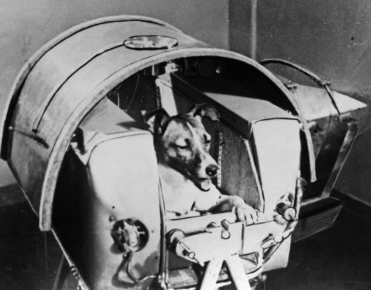 Laika, cão cosmonauta russo, 1957 de Unbekannt