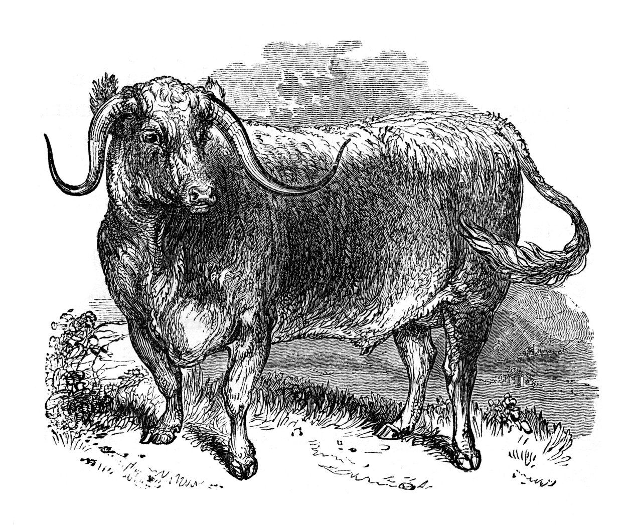 Boi de Lancashire, espécime das raças com chifres longas, 1848 de Unbekannt