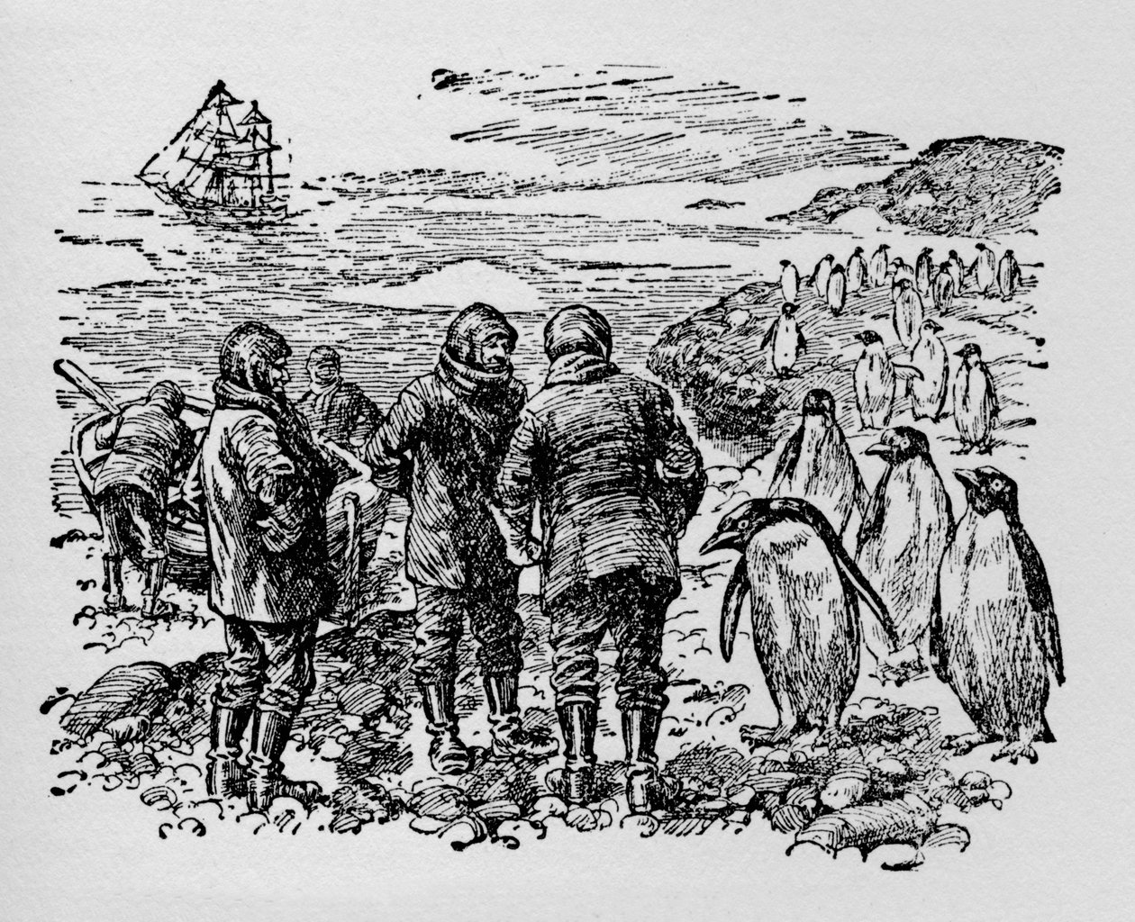 Desembarcou em uma pequena ilha habitada por uma miríade de pinguins, c1918 de Unbekannt