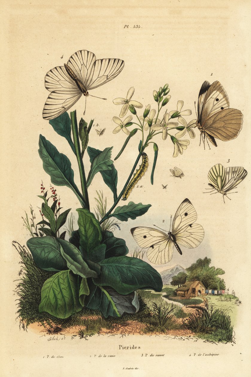 Branco grande, Pieris brassicae 1, branco pequeno, Pieris rapae 2, branco verde-veined, Pieris napi 3, e branco preto-veined, Aporia crataegi 4. Borboletas de Pierid de Unbekannt