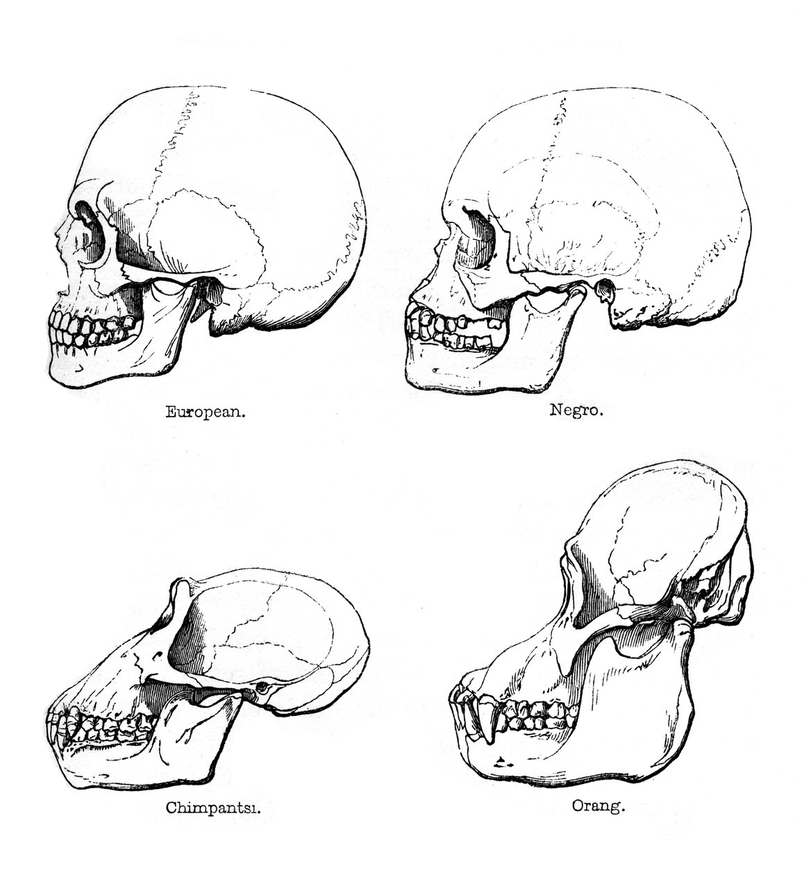 Vista lateral do crânio ou perfil, 1848 de Unbekannt