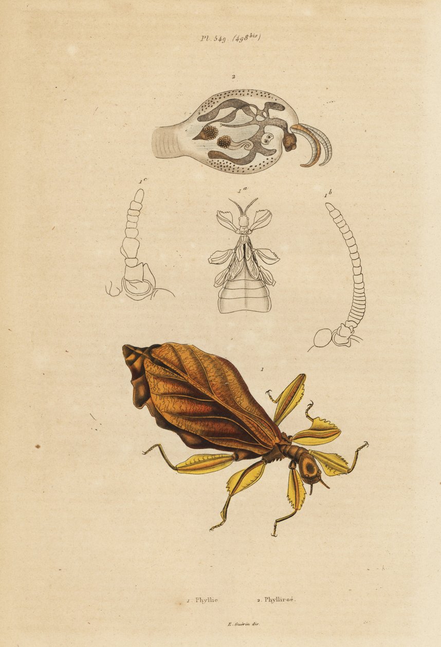 Insecto das folhas, Phyllium species, e nudibranch, Phylliroe species de Unbekannt