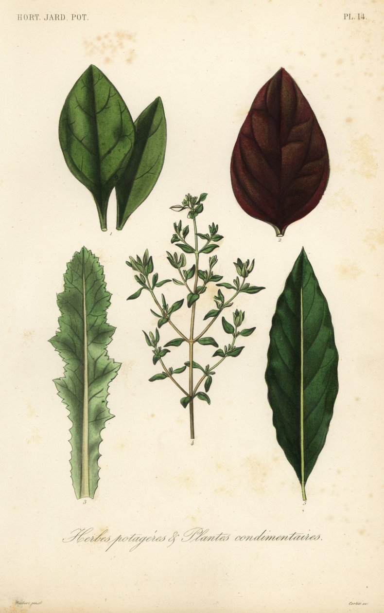 Legumes e ervas aromáticas, Herbes potageres et plantes condimenteires de Unbekannt