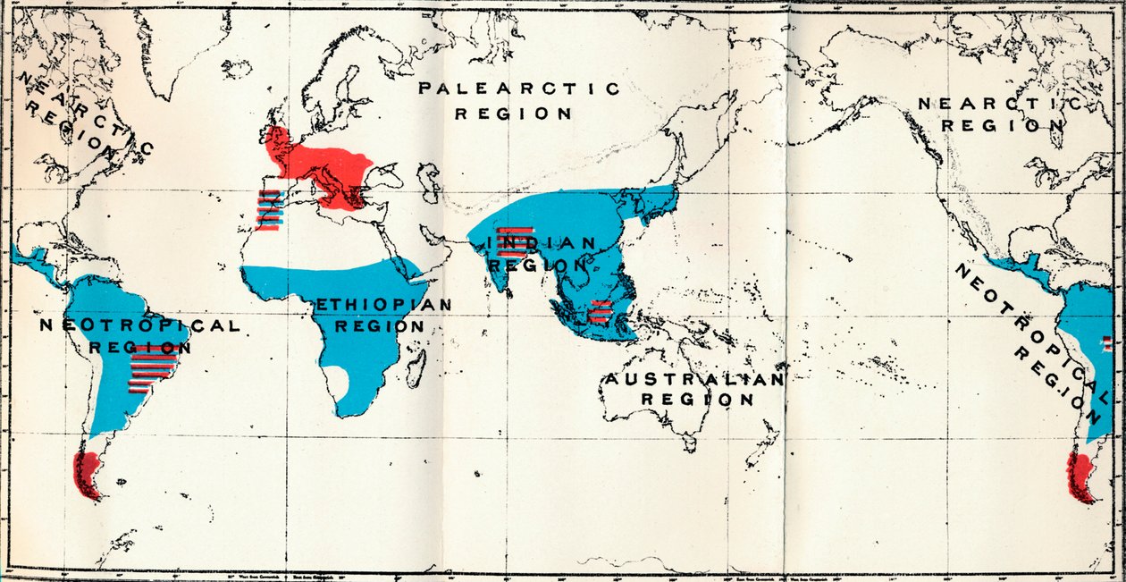 Lemuroidea - IV. Mapa, mostrando a distribuição de Living Blue e Fossil Red Anthropoidea, 1897 de Unbekannt