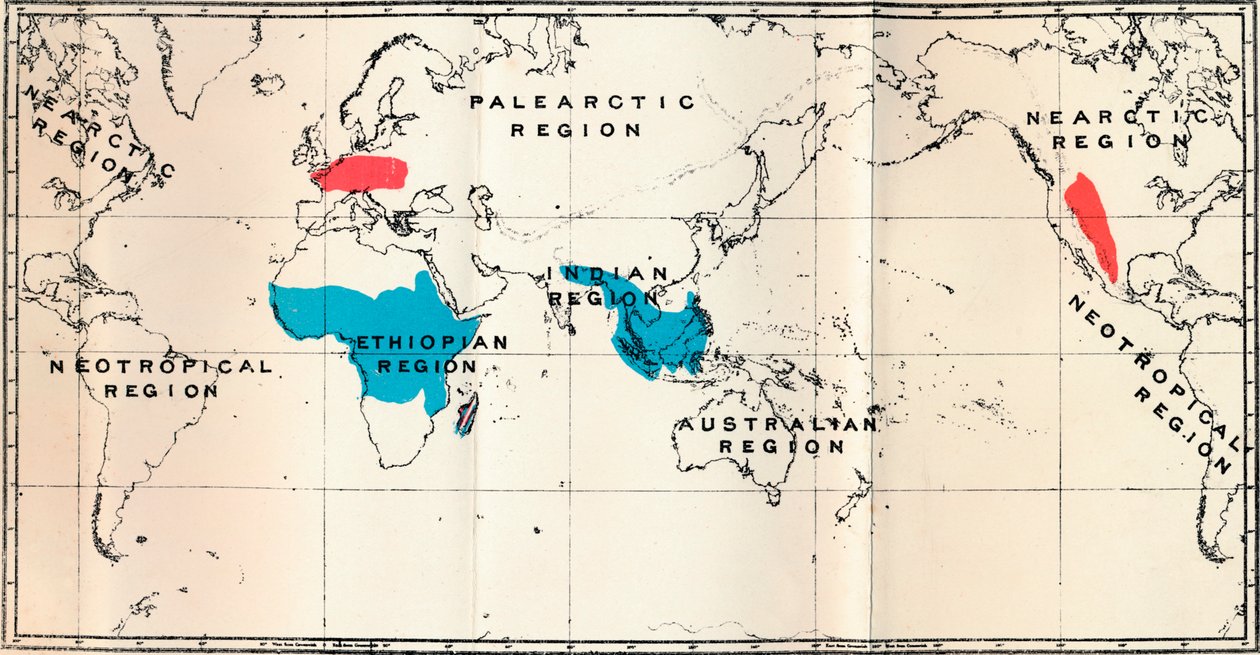 Lemuroidea - I. Mapa, mostrando a distribuição de Living Blue e Fossil Red, 1897 de Unbekannt