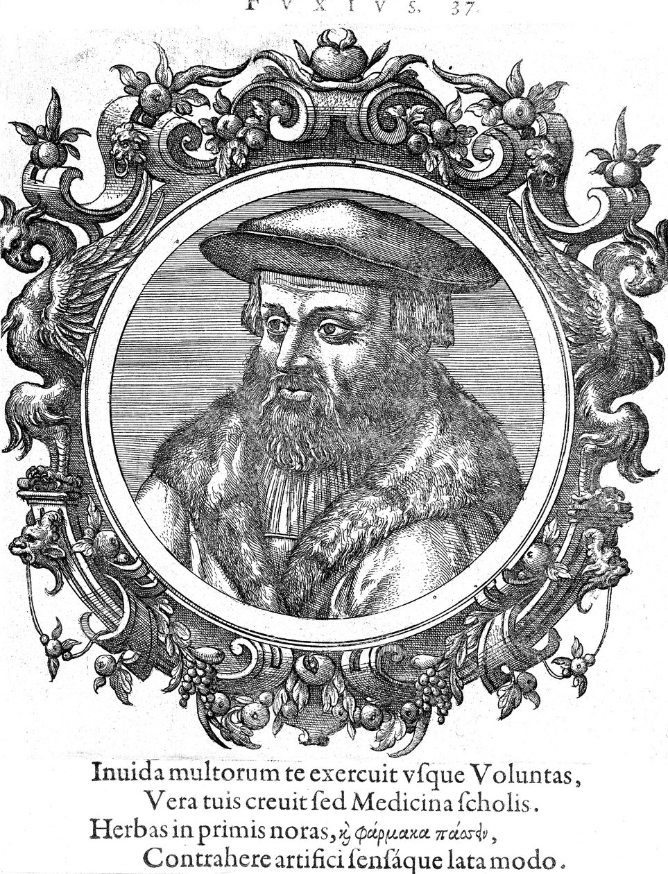 Leonhard Fuchs, botânico e médico alemão de Unbekannt