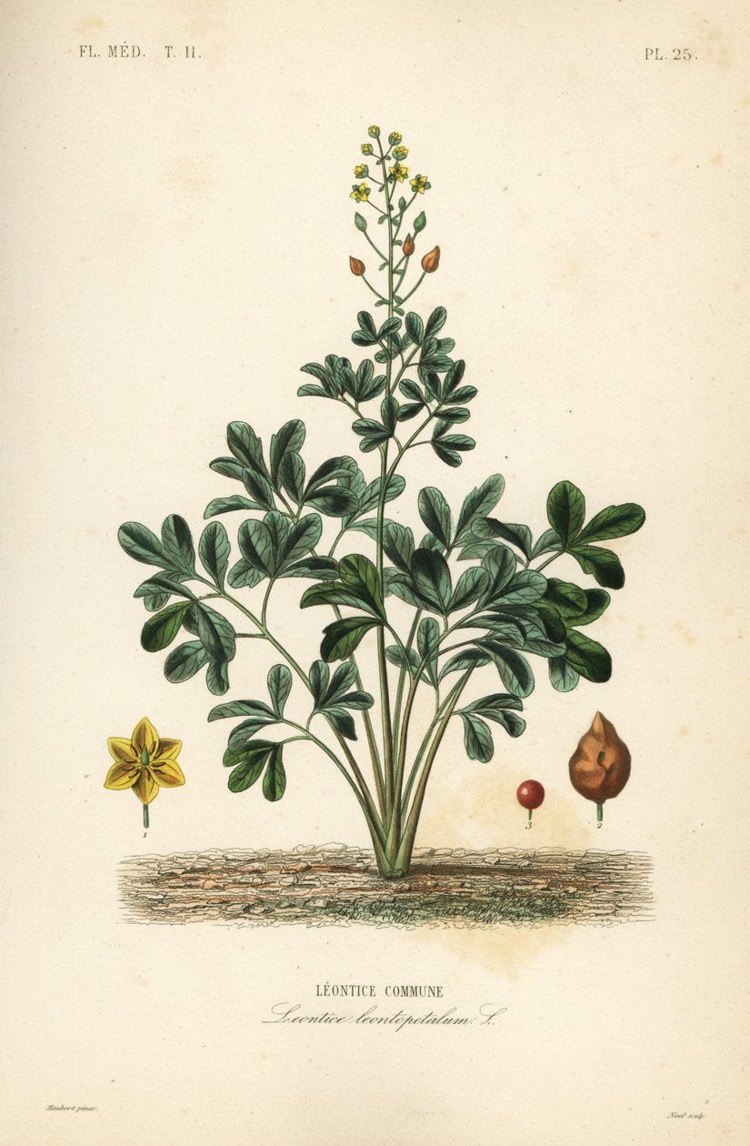 Leontice, Leontice leontopetalum, Leontice commune de Unbekannt