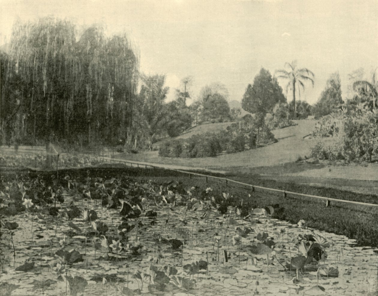Lily Pond, Jardim Botânico de Brisbane, 1901. de Unbekannt