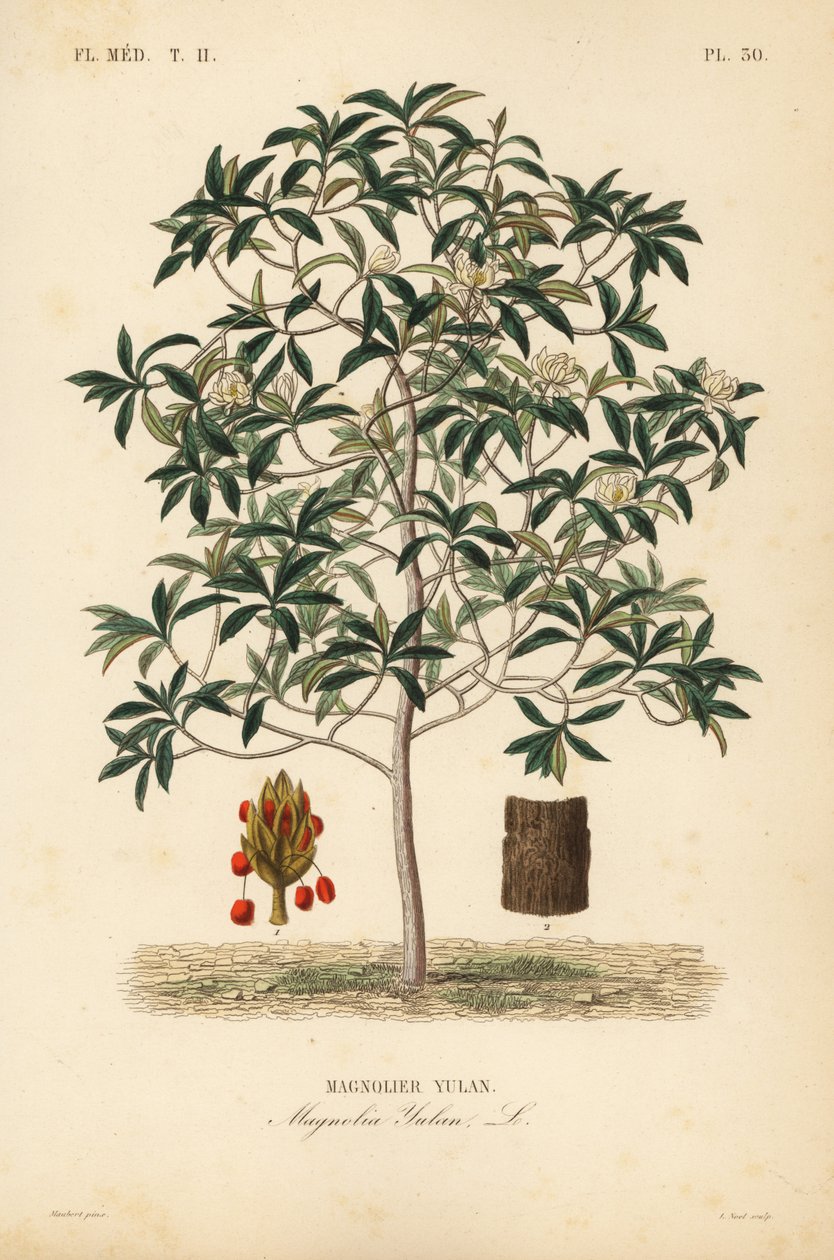 Lilytree ou Yulan magnolia, Magnolia denudata, Magnolia yulan, Magnolier yulan de Unbekannt