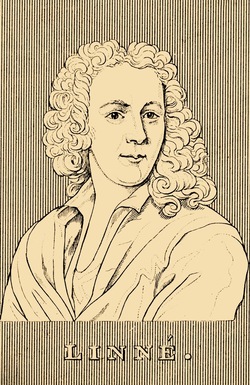 Linne, 1707-1778, 1830. de Unbekannt