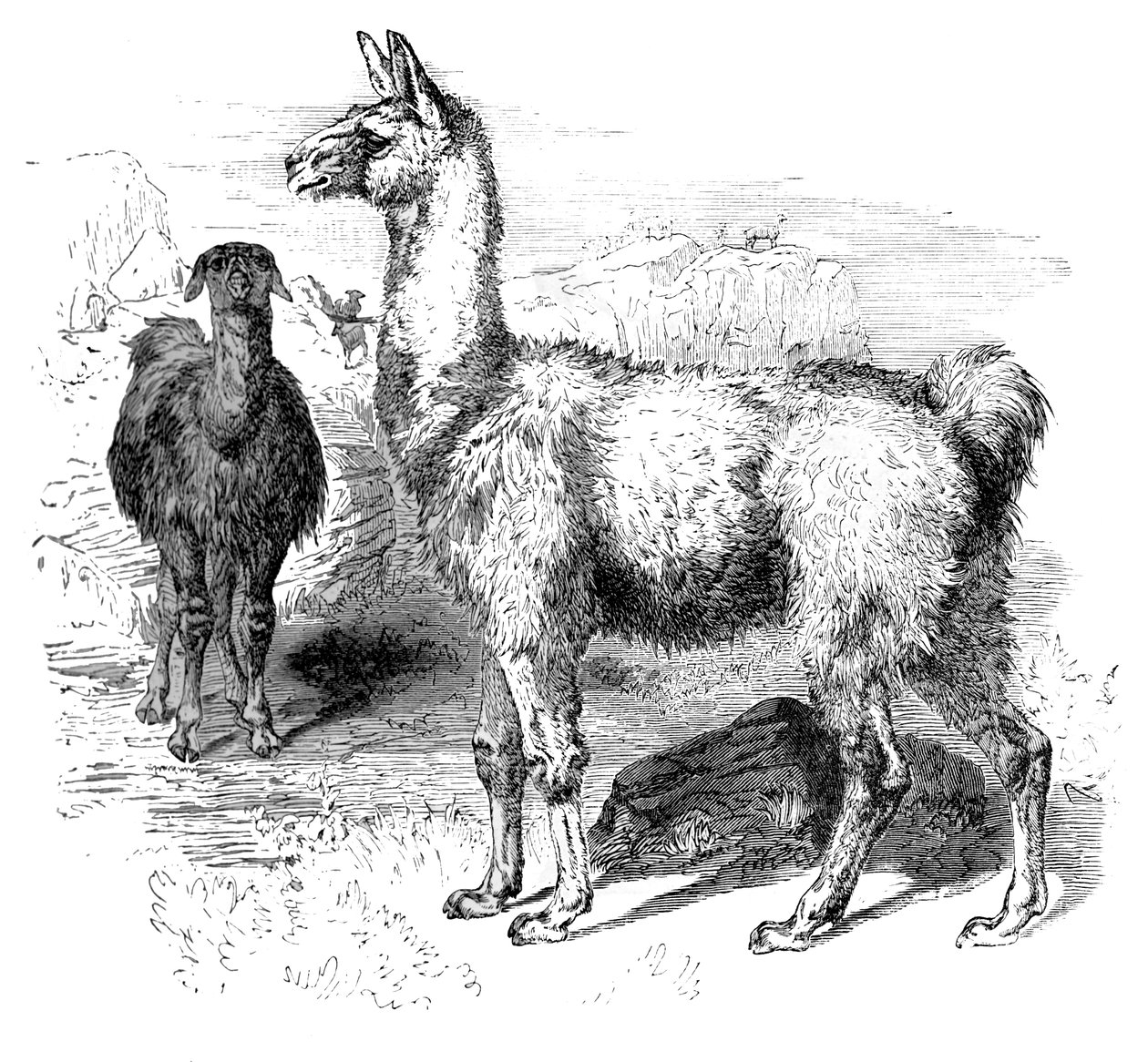 Lamas, c1880 de Unbekannt