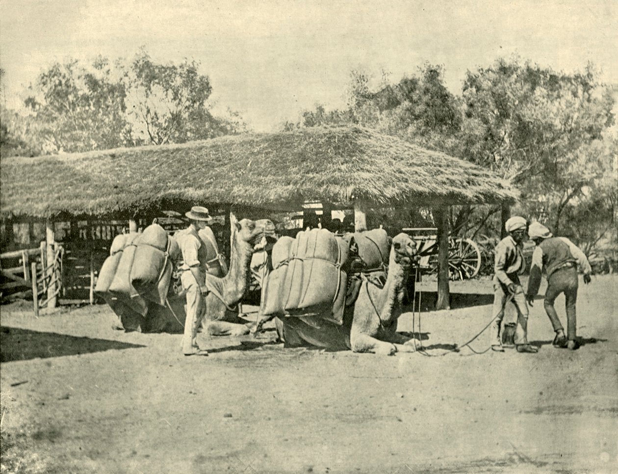Carregando Camelos, em uma Estação Australiana, 1901. de Unbekannt