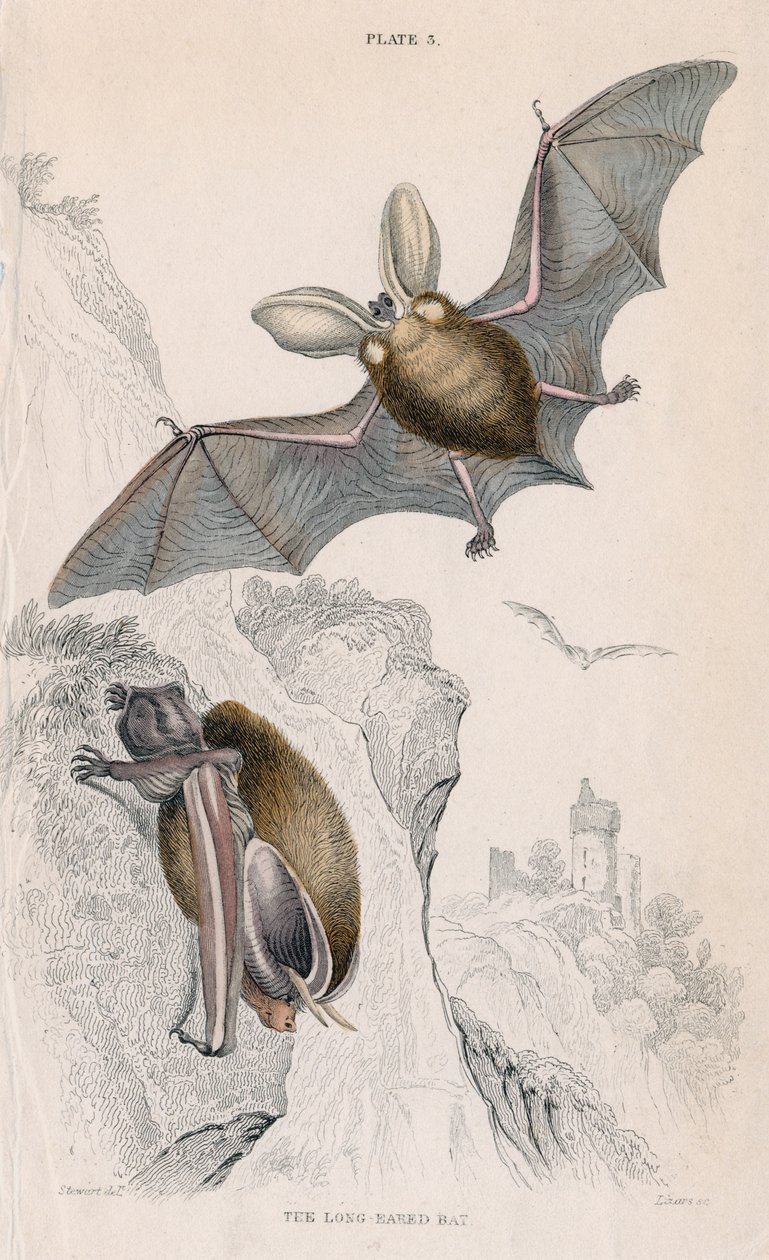 Morcego-de-orelha-longa Plectorus auritus, 1828 de Unbekannt