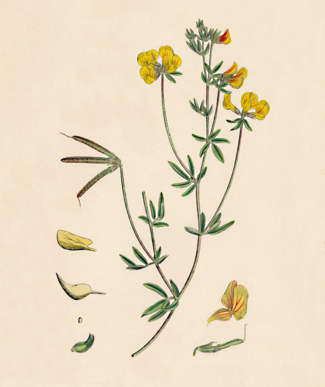 Lotus tenius. Trefoil delgado de pés de pássaros, século XIX de Unbekannt