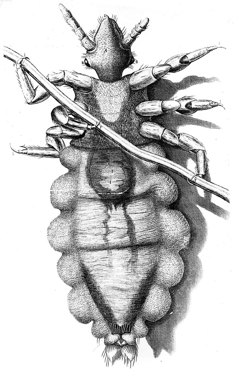 Piolho agarrado a um cabelo humano, 1665 de Unbekannt